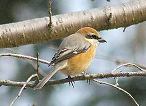 Дунхай (Бухан дунхай)